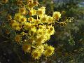 Acacia chincillensis, Royal Botanic Gardens IMGP2804